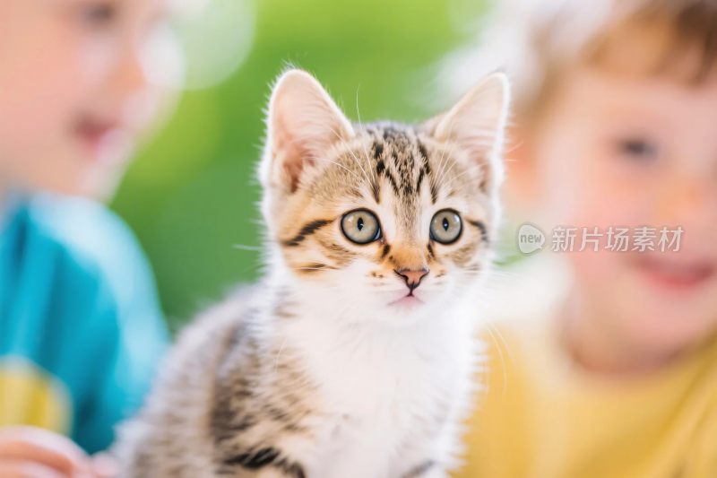 小猫与孩童的温馨画面