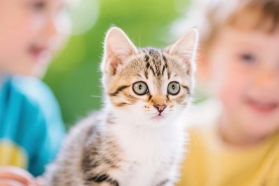 小猫与孩童的温馨画面 小猫与孩童的温馨画面