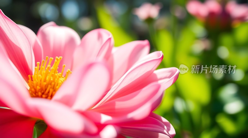 阳光下的粉红花朵绽放