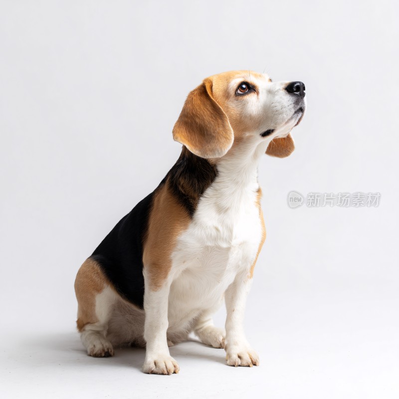 可爱比格犬宠物写真