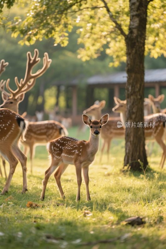 森林鹿群风景