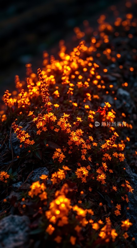 橙光下的繁花似锦