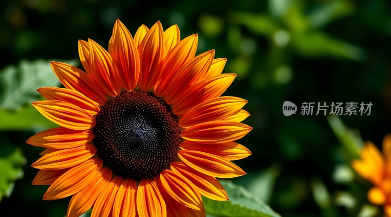 阳光下的向日葵绽放