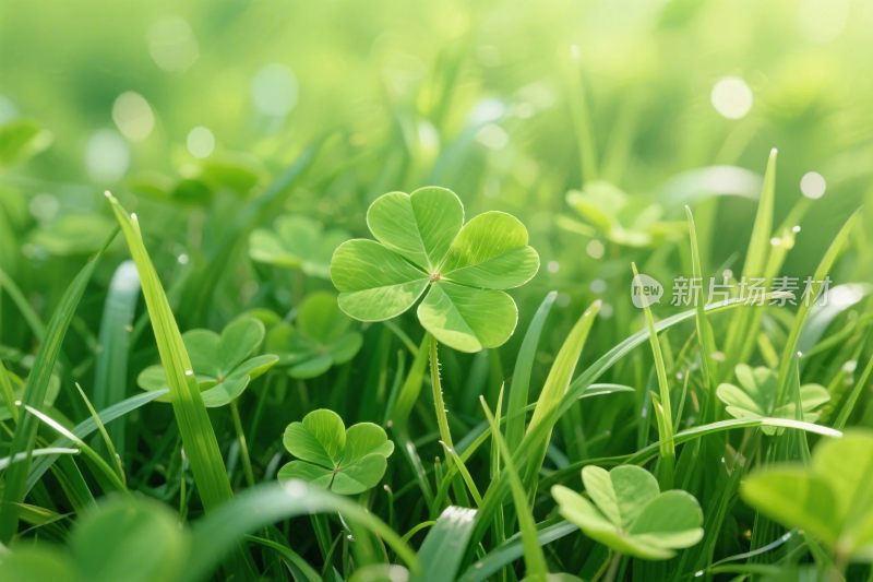 清新四叶草草地