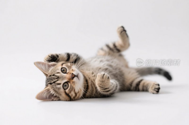 可爱小猫躺卧图