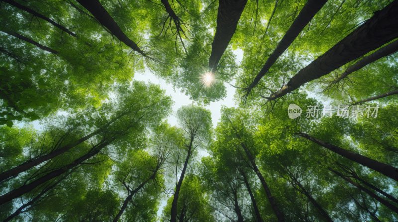 仰拍森林树干树木绿色树林向上生长天空希望