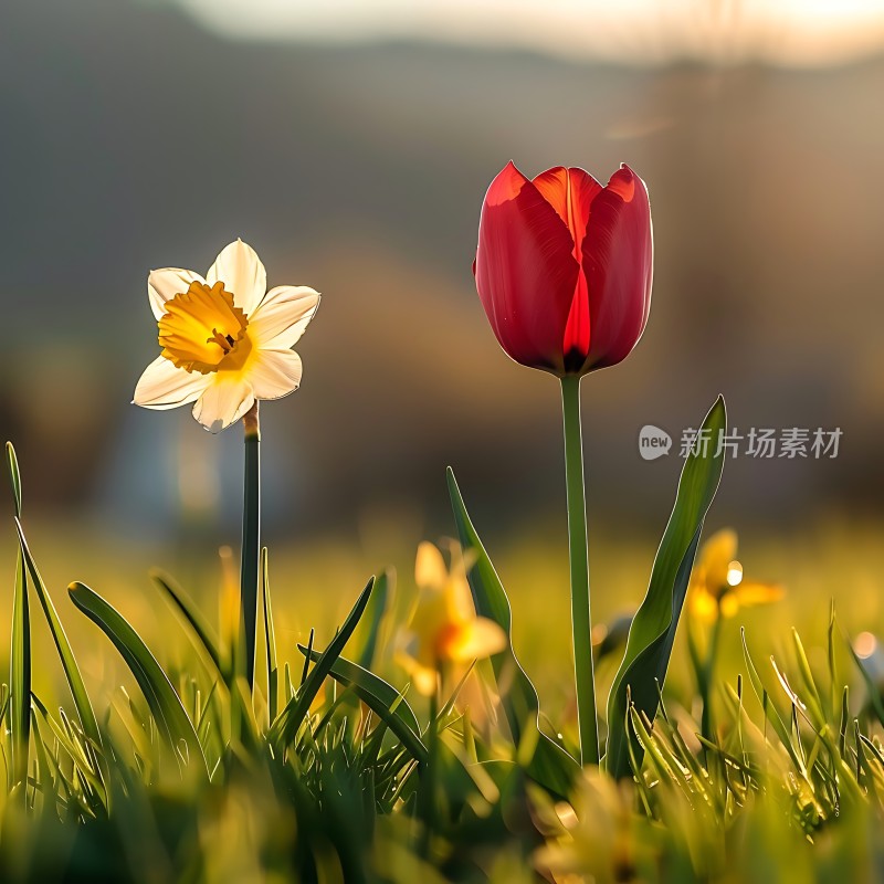 阳光下的红郁金香与黄水仙