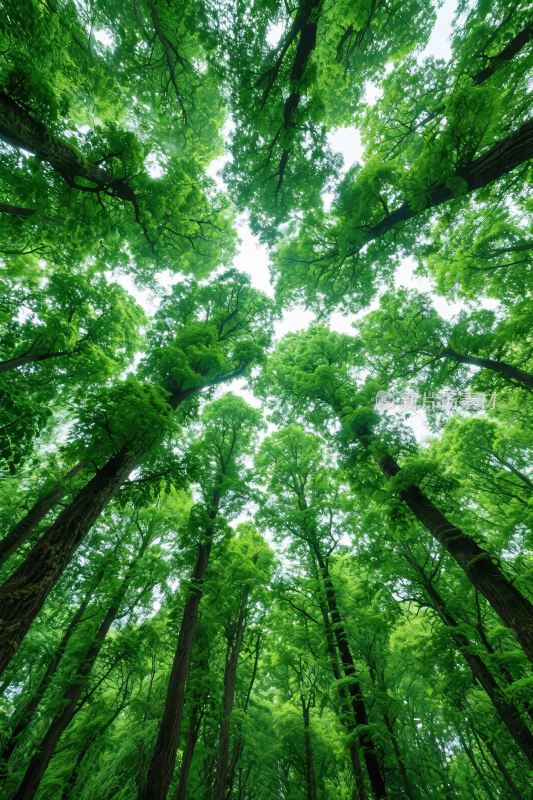 森林树冠向上景观