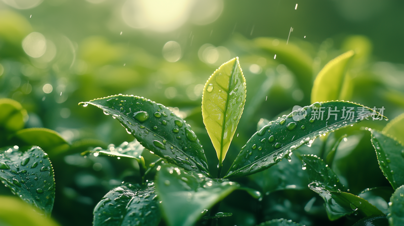 雨珠26雨后新绿 茶园晨曦