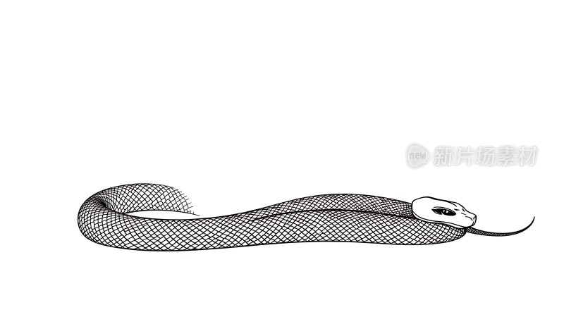 黑线蛇影神秘而优雅的爬行动物