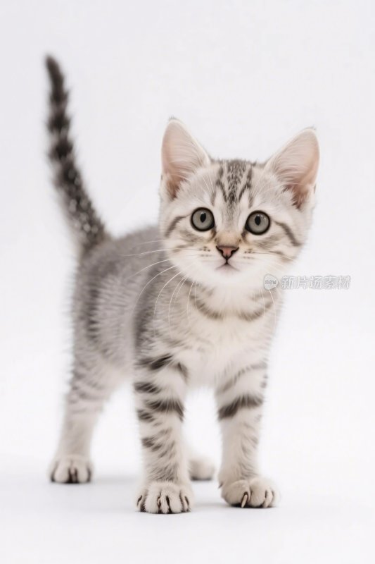 可爱小猫写真图片