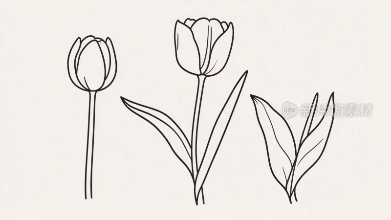 线条勾勒的简约郁金香插画