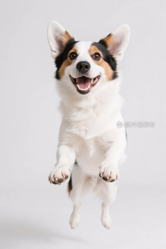 跳跃的三色柯基犬