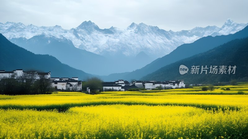 油菜花海中的古村落 油菜花