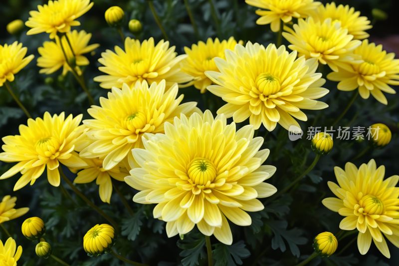 色的花朵在绿叶的花园里盛开高清风景图片