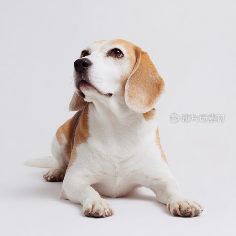 可爱比格犬宠物特写