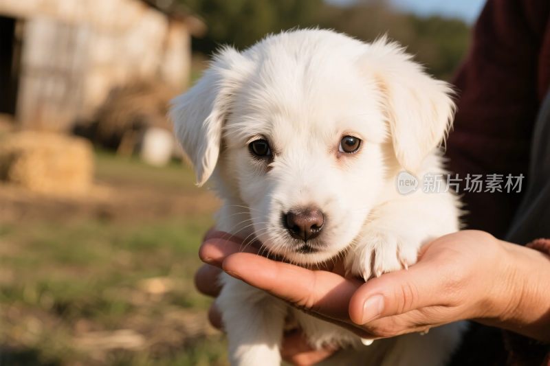 幼犬被手托的温馨画面