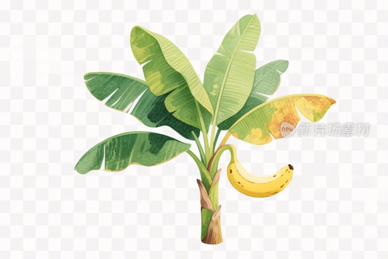 香蕉树手绘插画