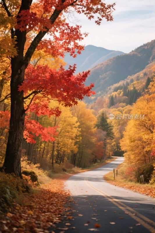 秋日山林间的蜿蜒公路