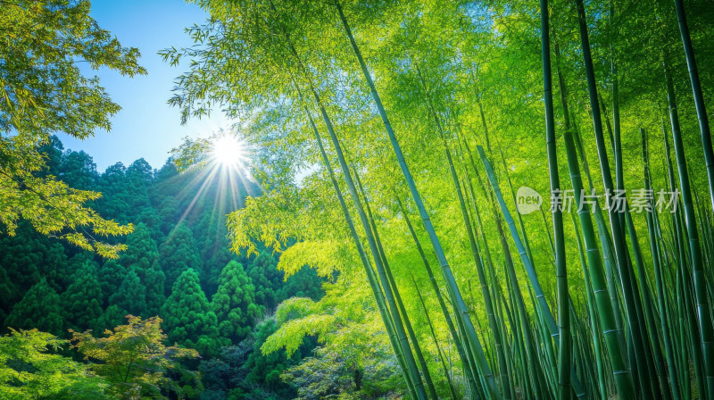 阳光清新竹林竹海大自然风光