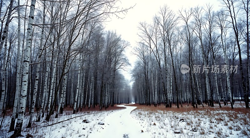 雪地小径穿越白桦林
