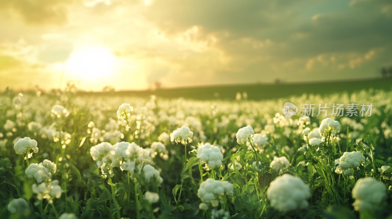 夕阳下的小白花