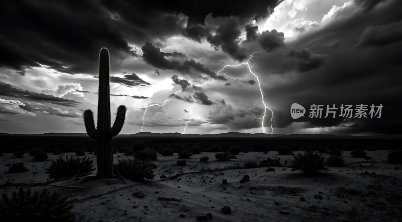 沙漠闪电下的坚韧生命