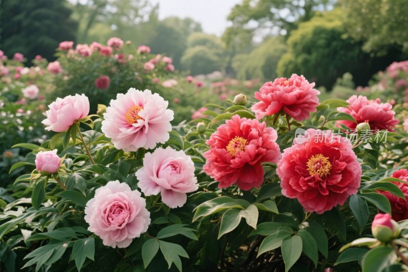 芍药花丛花园景观