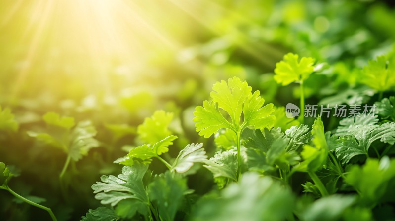 阳光下的香菜