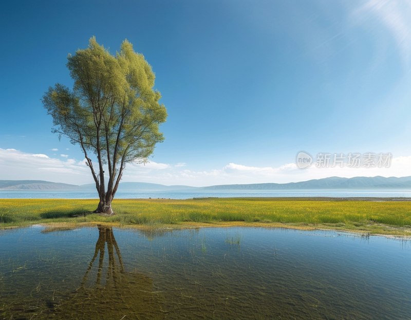 青海湖美景如画