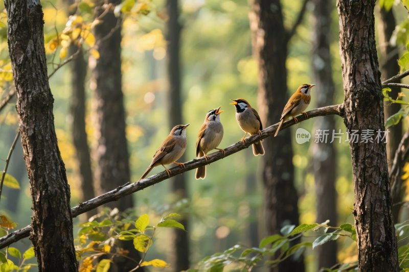 森林小鸟栖息图