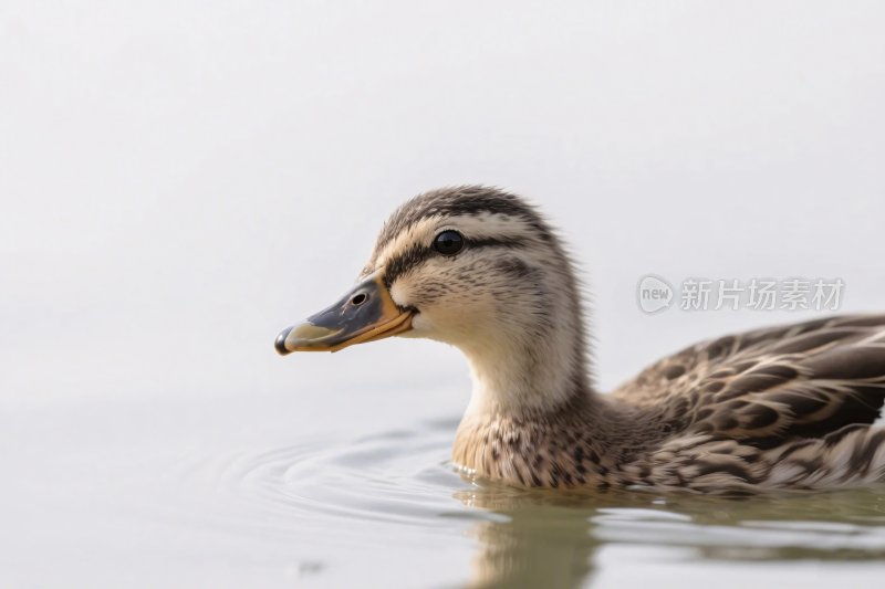 水中小鸭自然摄影