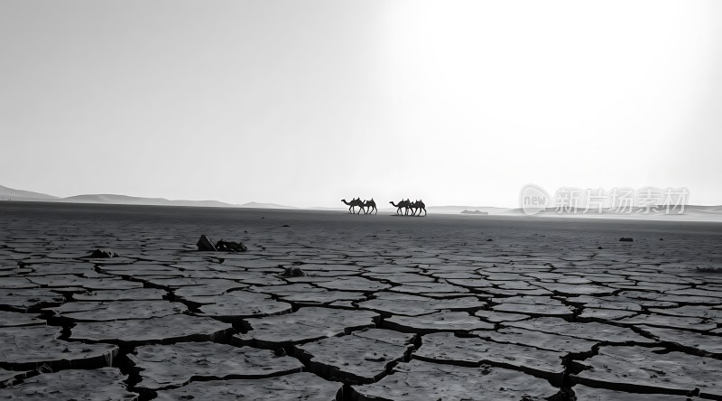 沙漠驼影荒漠中的生命之歌