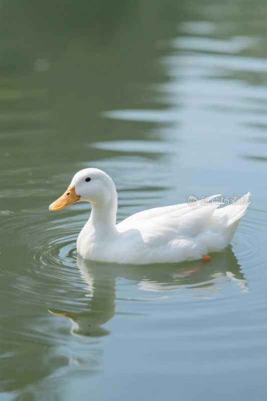 白鸭游水面