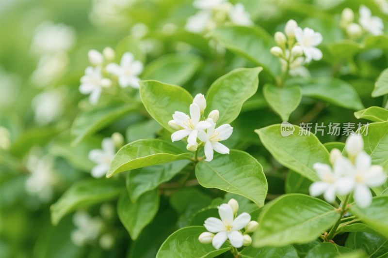 清新白色小花与绿叶景象