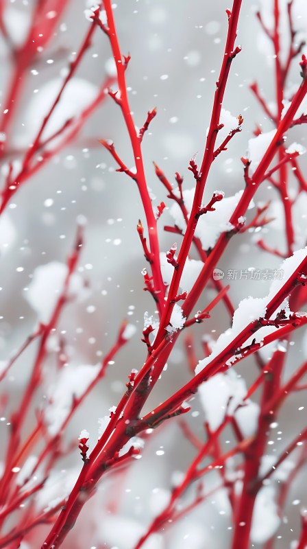 红枝雪舞