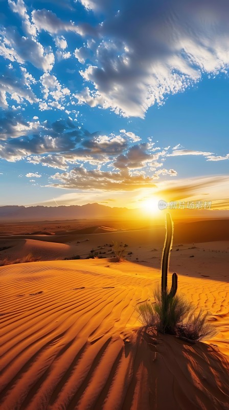 沙漠日落下的坚韧生命