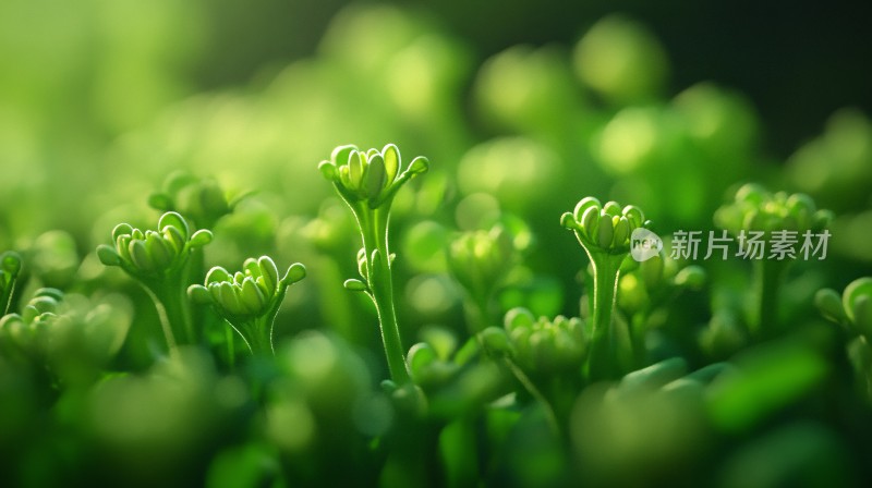 绿色植物壁纸