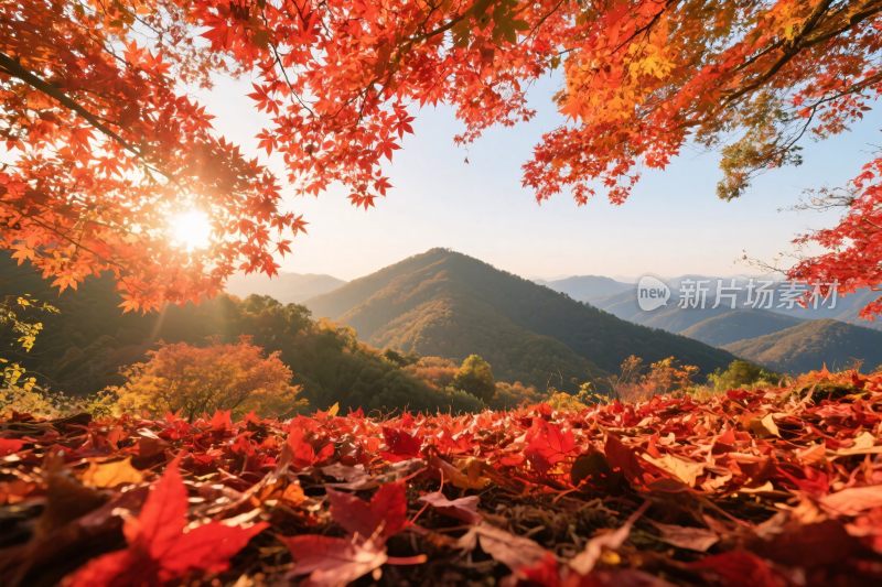 秋日山林红叶美景