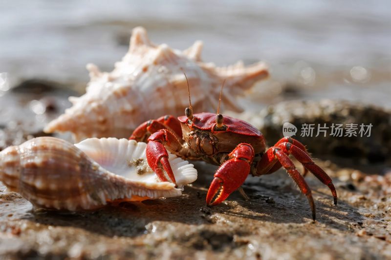 海滩螃蟹与贝壳