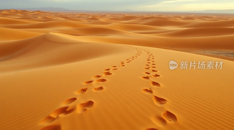 沙丘上的足迹之旅