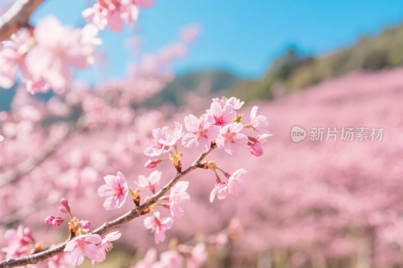 樱花盛开春景图