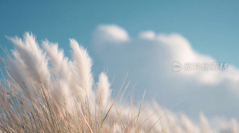 蓝天白云下的蓬松芦苇