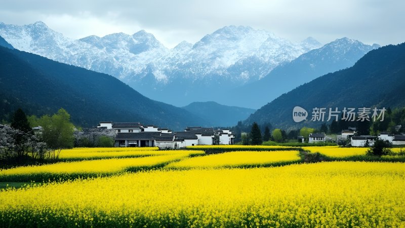 油菜花海中的古村落 油菜花