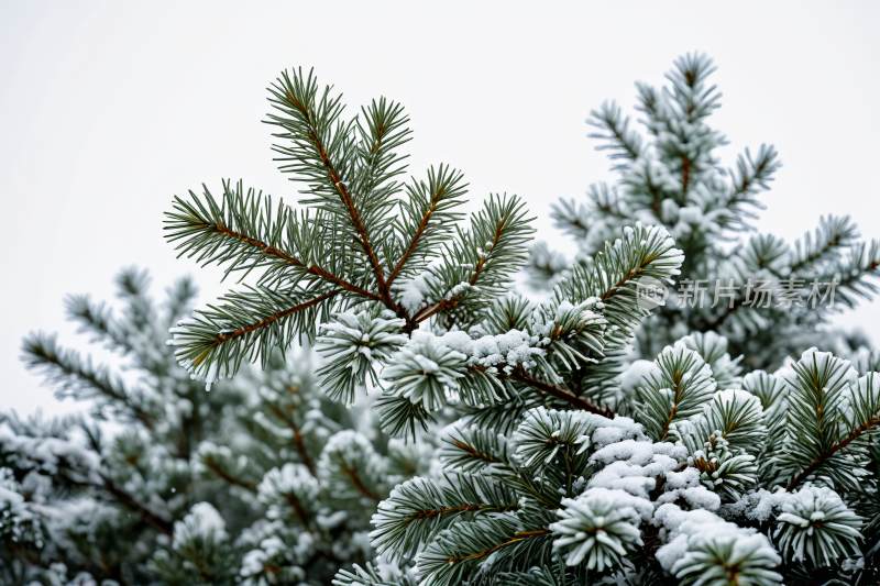 白色天空挂满了雪花圣诞树树枝图片