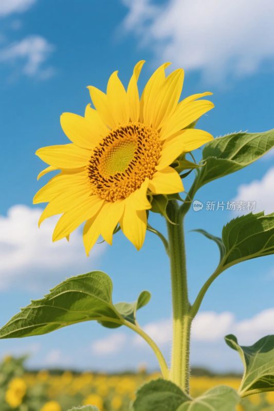 向日葵蓝天风景