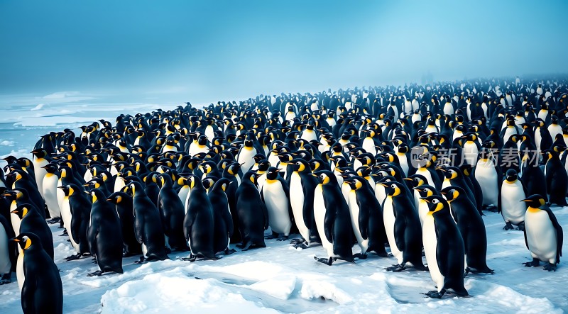 南极企鹅大军集结