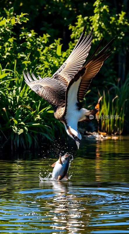 鹰击水中鱼