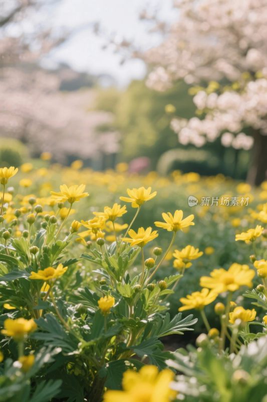 春日花草自然风景