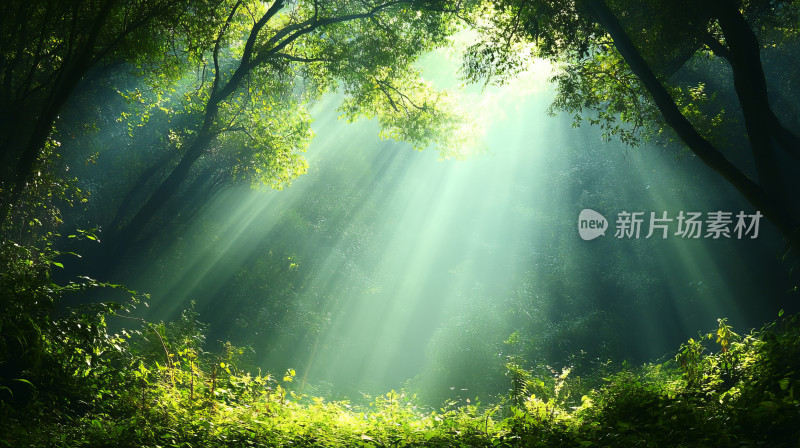 清晨阳光透过树木照射在植物上小清新背景